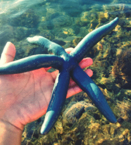 Biomimicry and Forward Osmosis